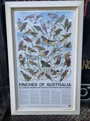 National Parks Poster Finches